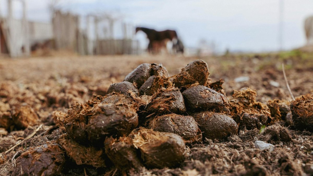 horse manure