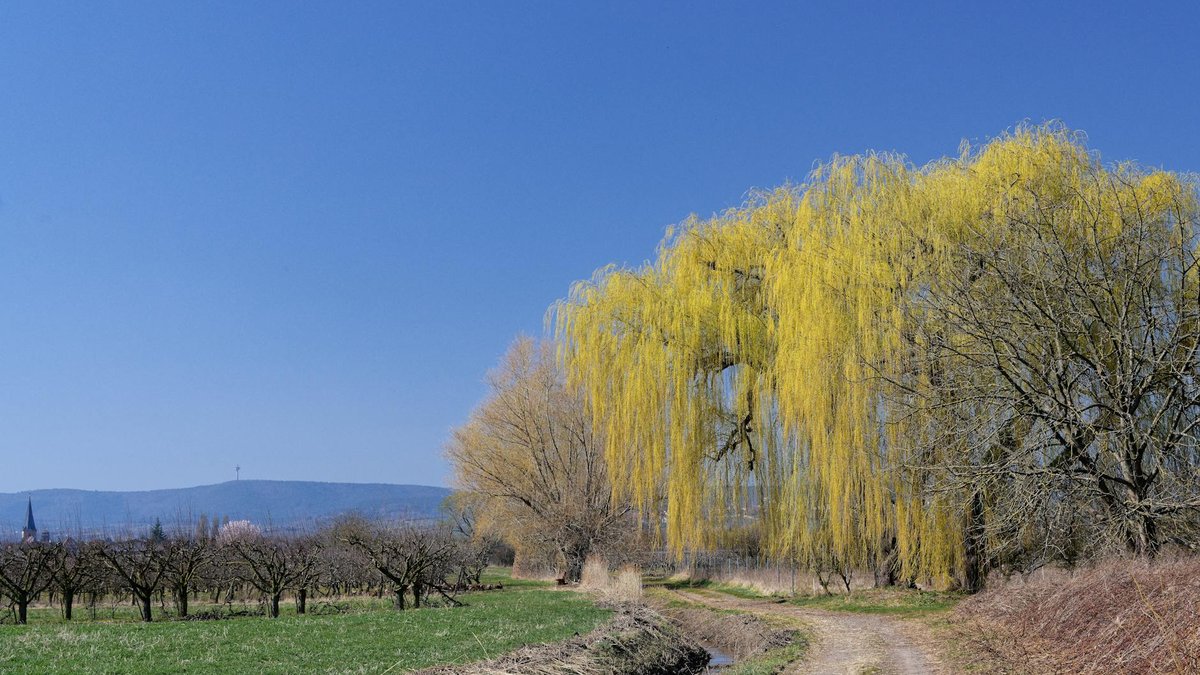 weeping willow