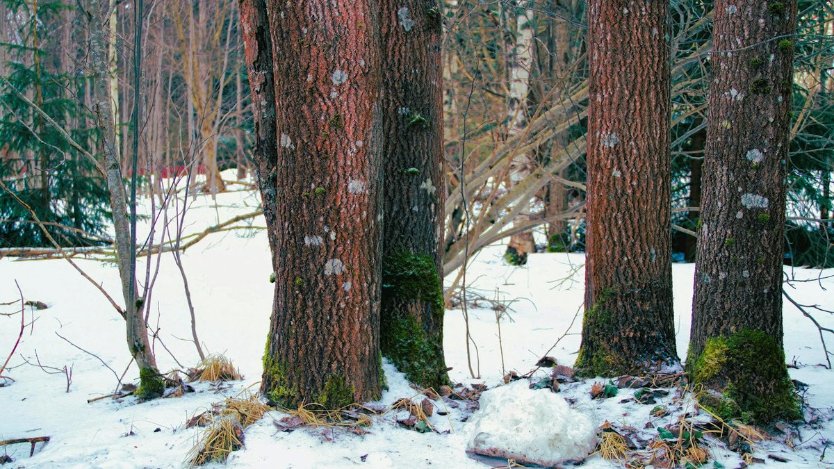 poplar roots