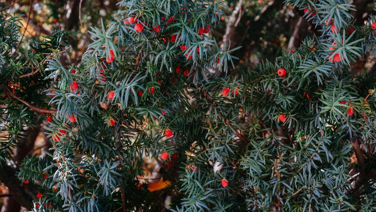 yew berries