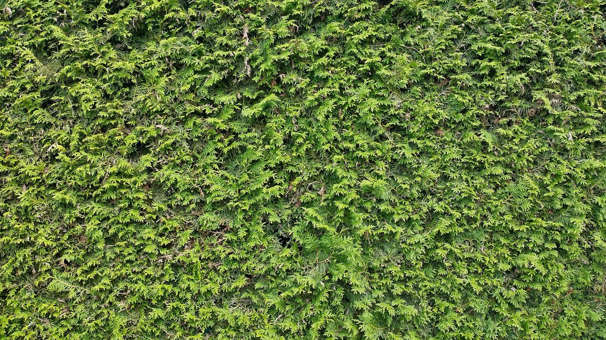 thuja hedge