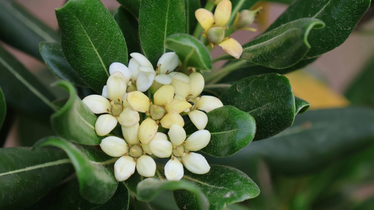 pittosporum shrub