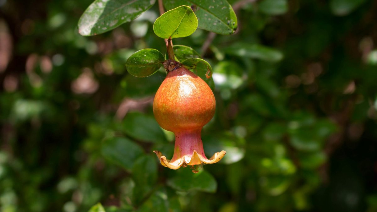 dwarf pomegranate Nana