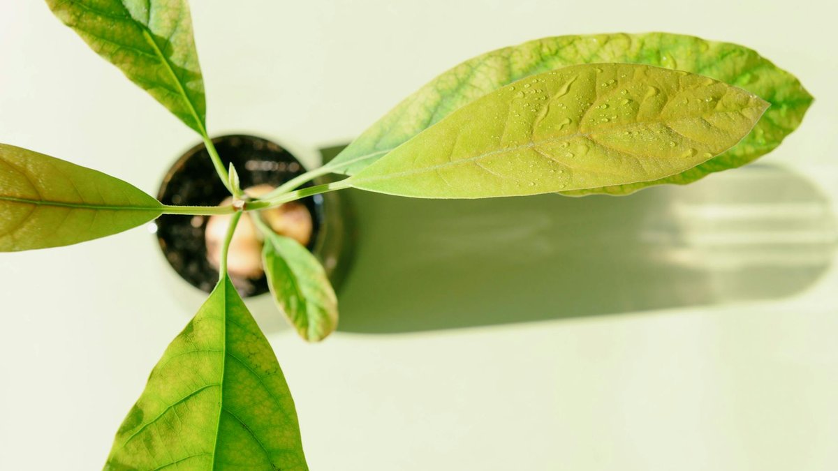 avocado plant pot