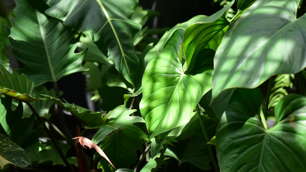 tropical house plants