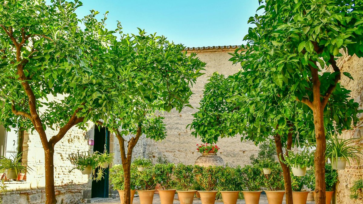 lemon tree pot