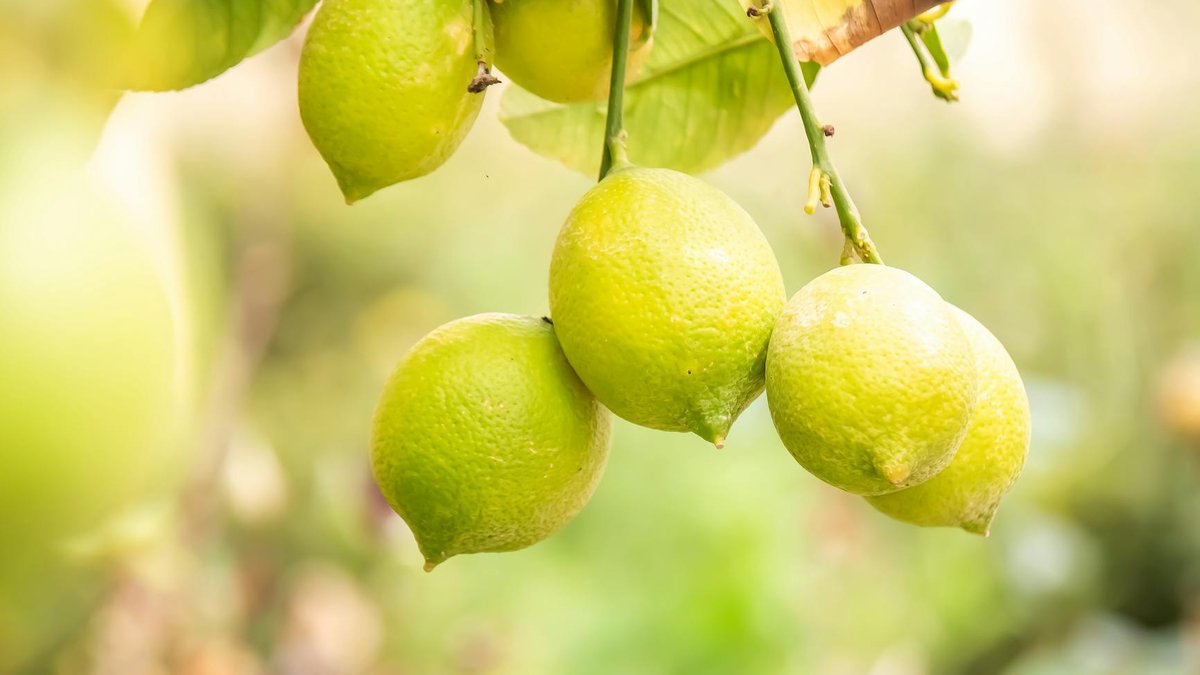 grow light lemon