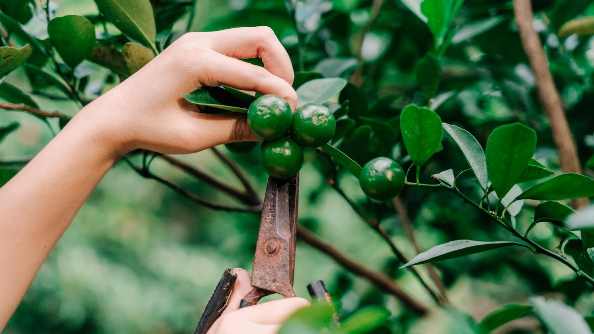citrus pruning timing