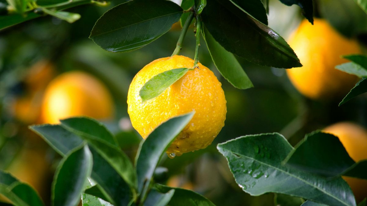 remove suckers lemon