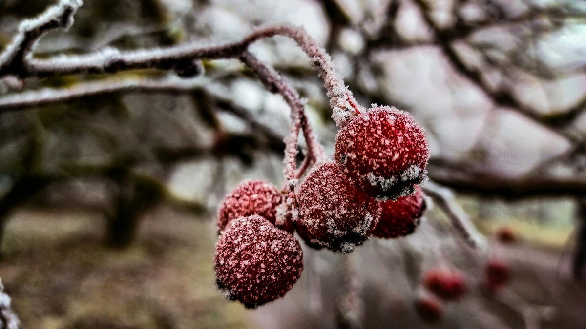 fruit tree frost