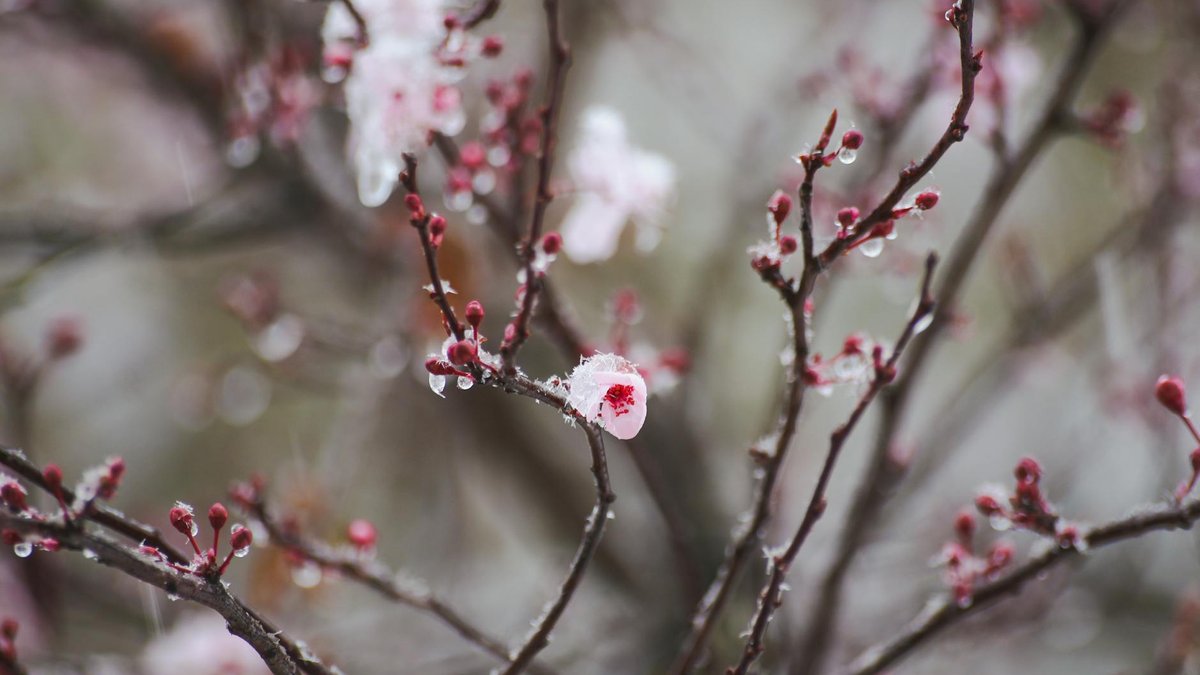 blossom frost damage