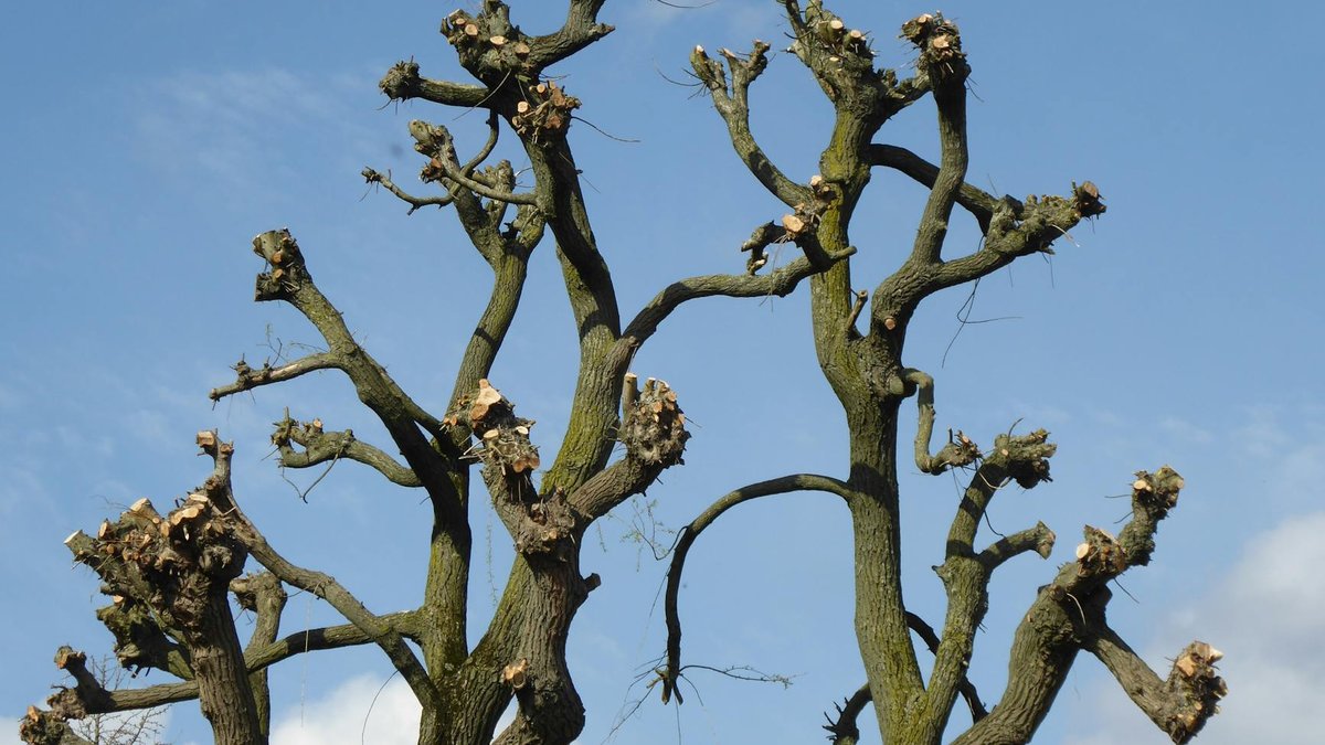 fig tree pruning
