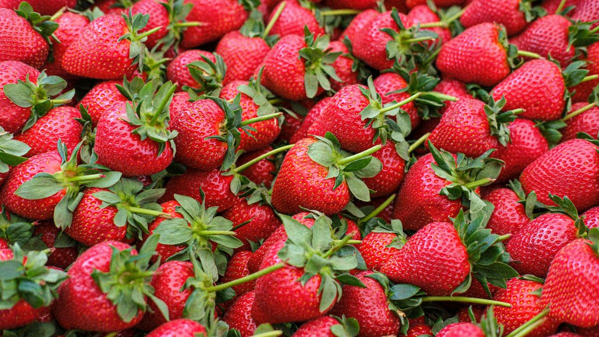 strawberries remontant