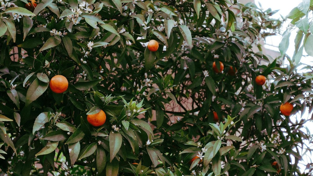 urban fruit gardening