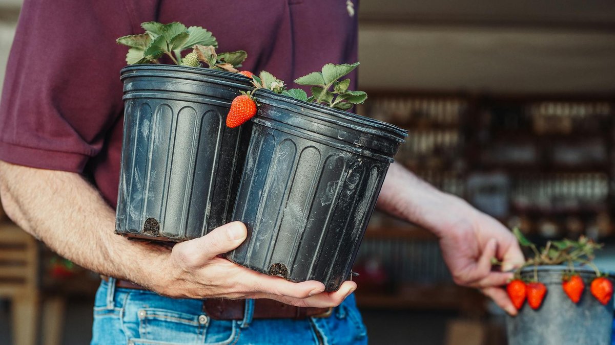 strawberry pot harvest
