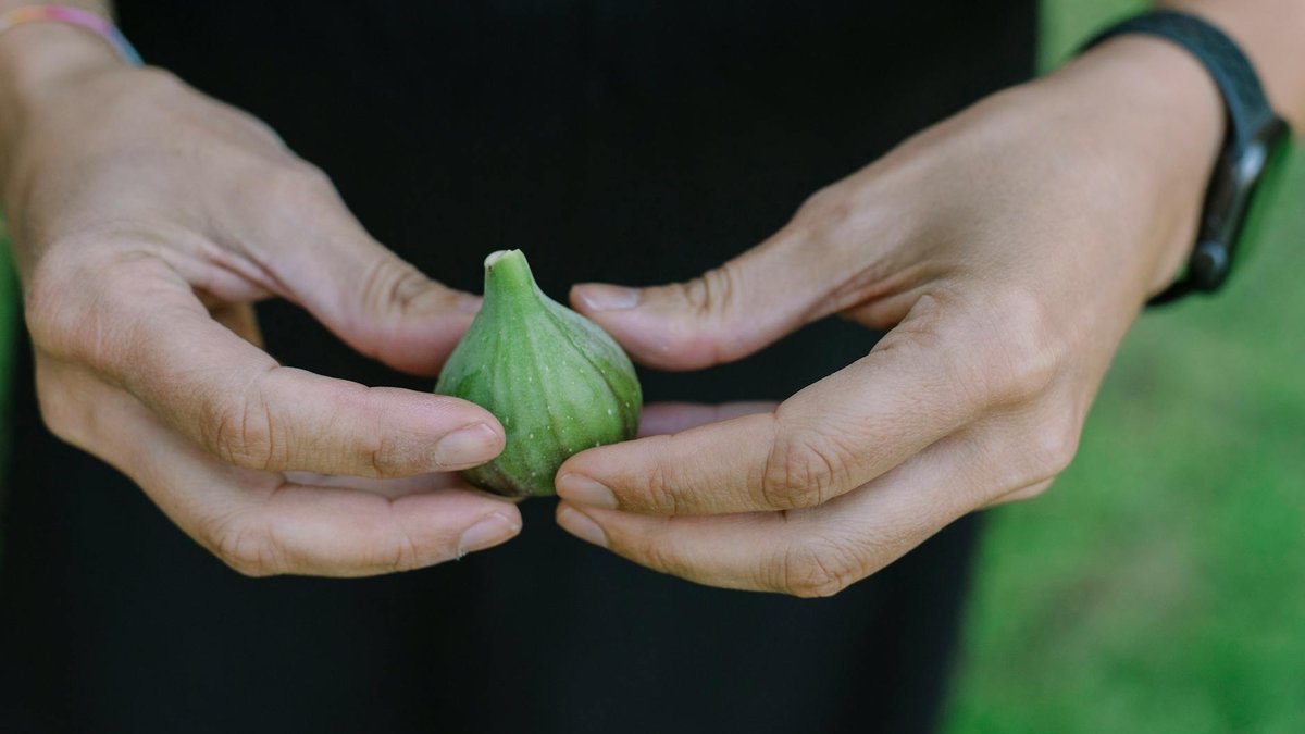 fig tree harvest
