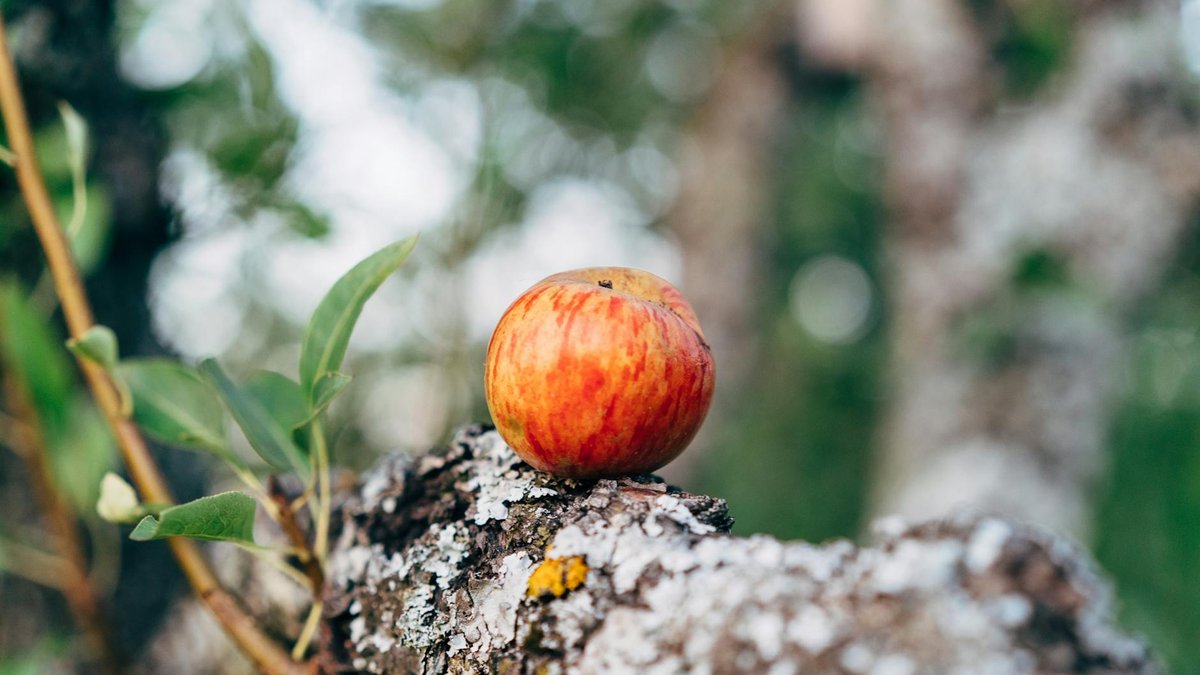rustic apple tree