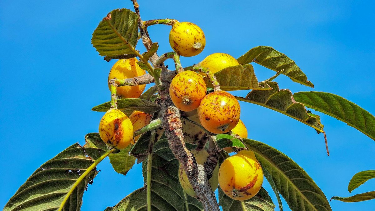 loquat fruit tree