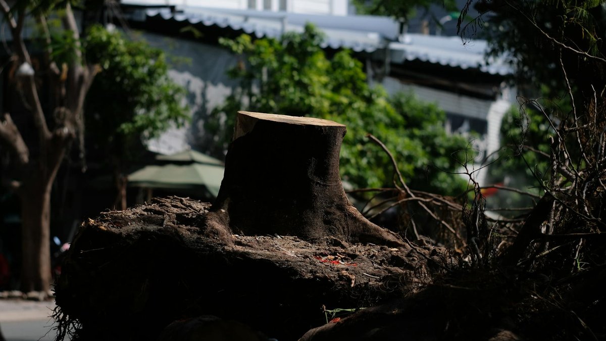 cutting tree roots