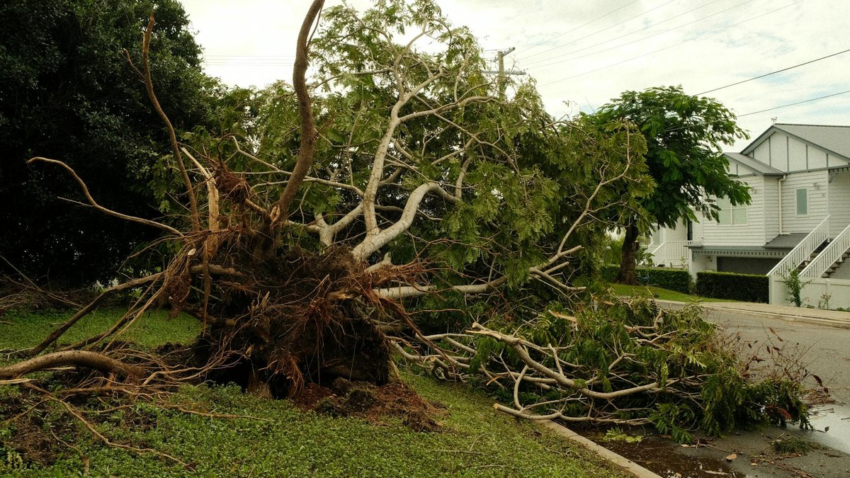 property damage roots