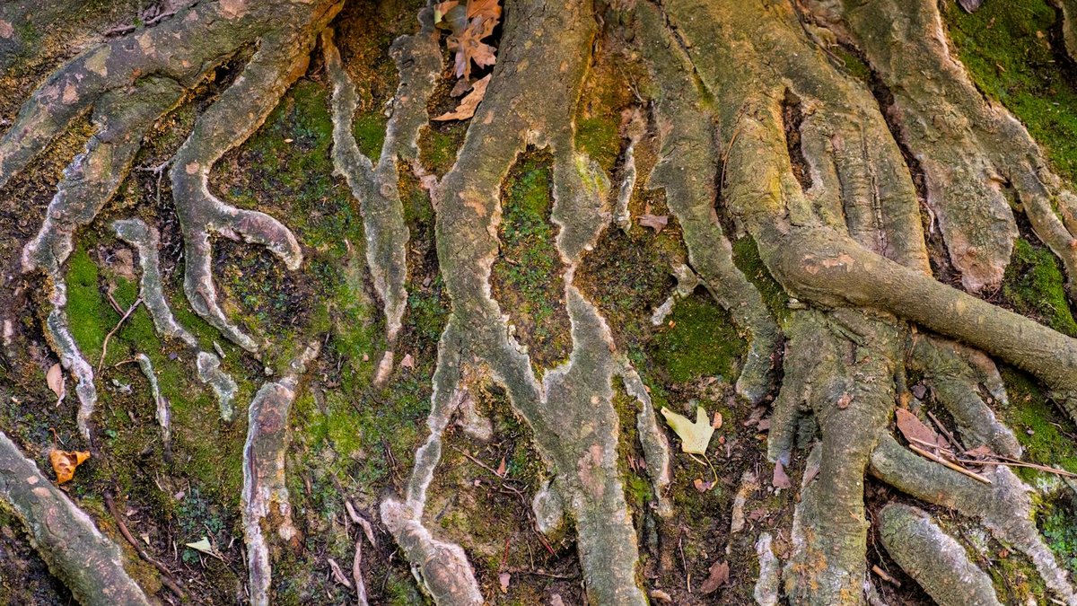 tree roots foundation
