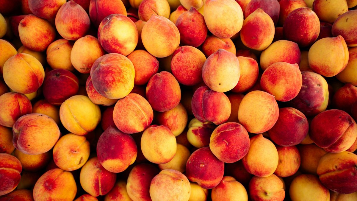 apricot peach hybrid