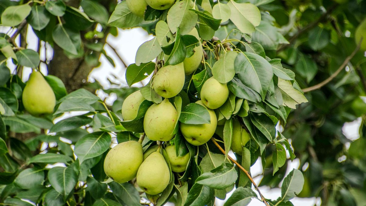 pear tree planting