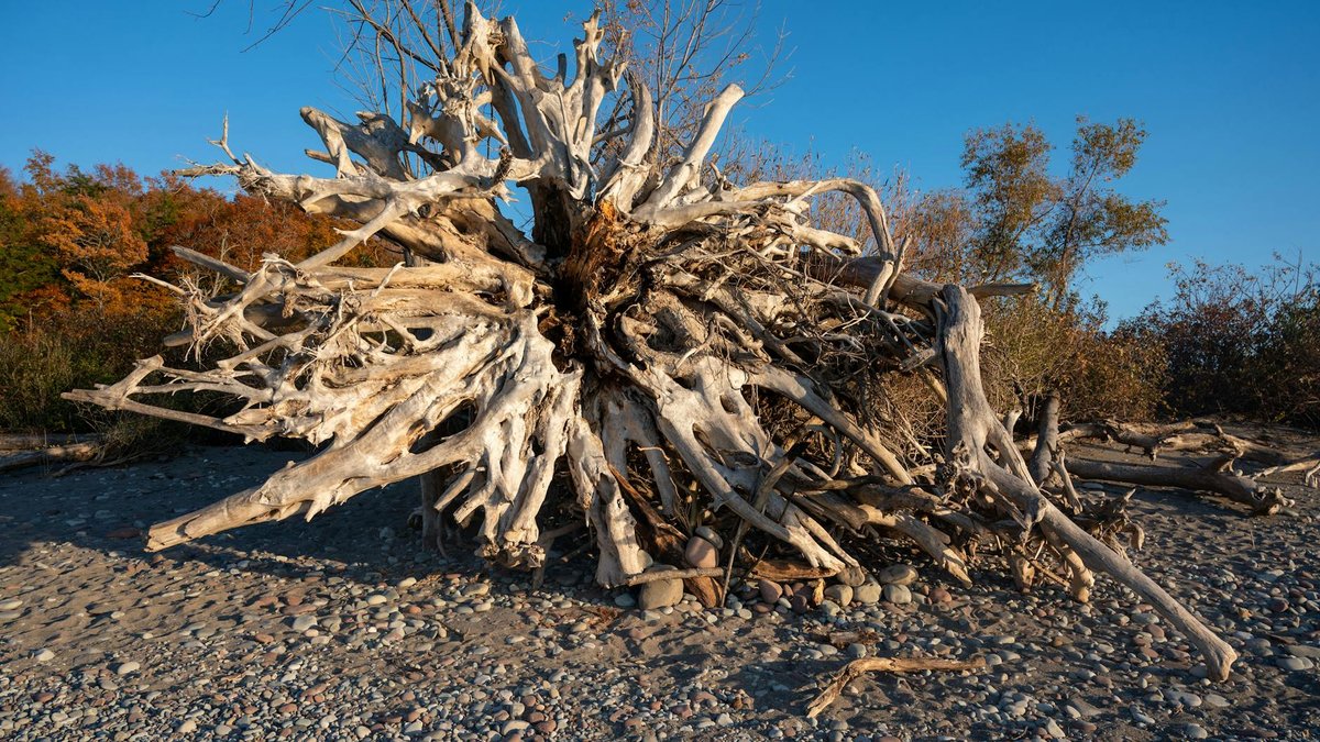 bare root apple tree