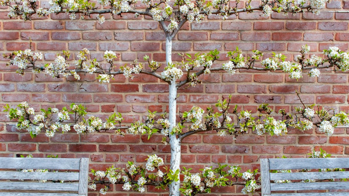 pear tree espalier