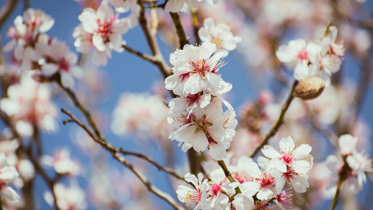 almond tree