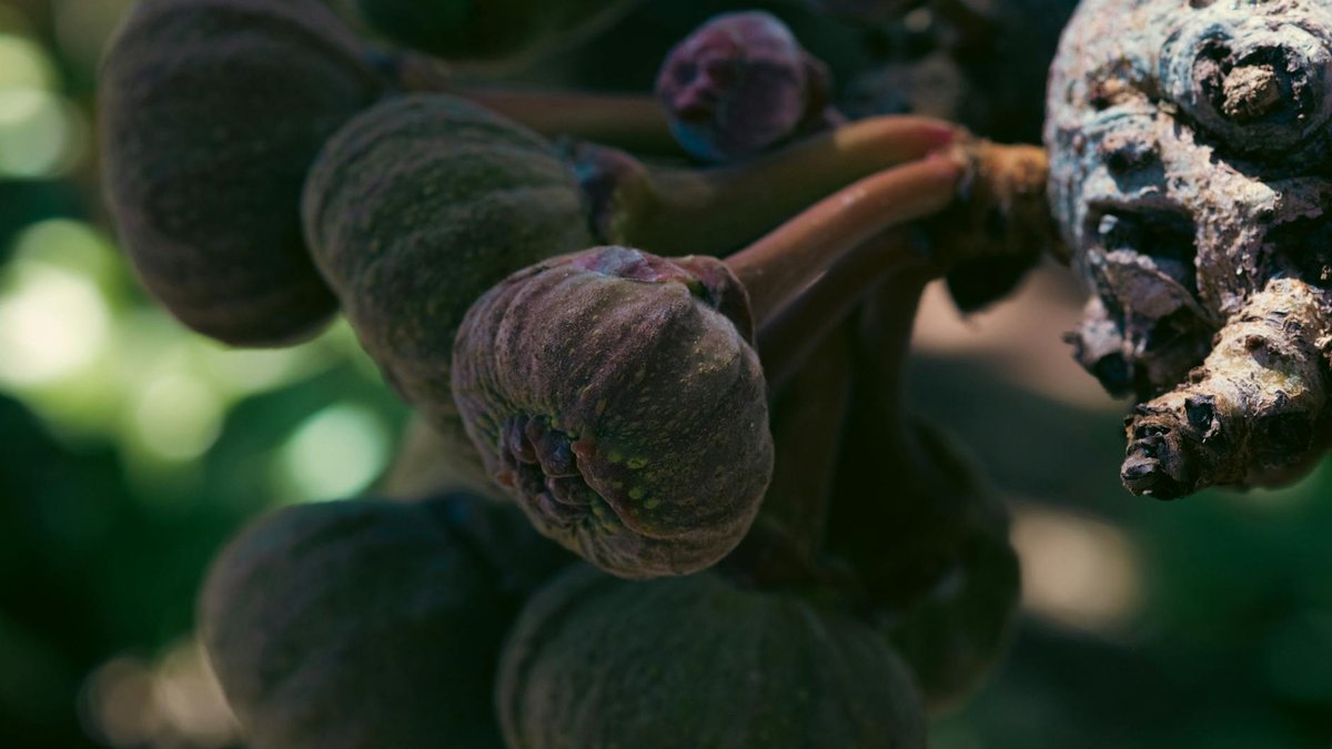 fig tree