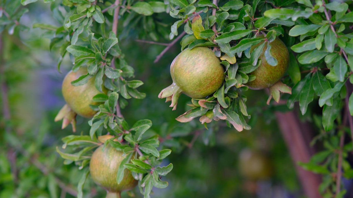pomegranate tree