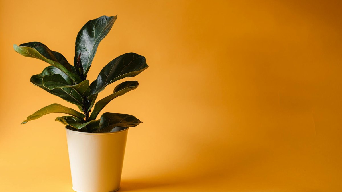 fig tree pot