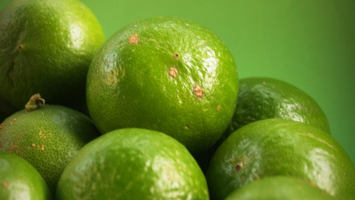 key lime tree