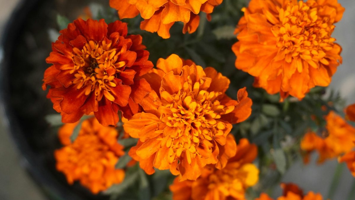 marigold flowers