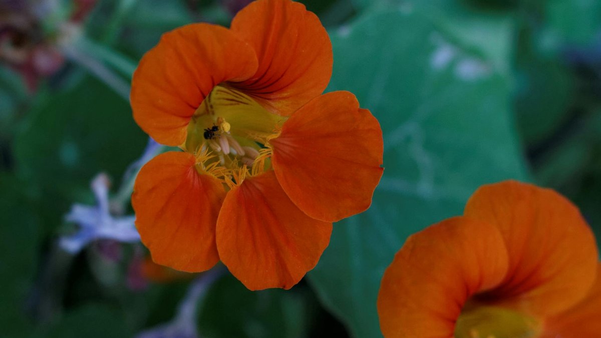 nasturtium flowers