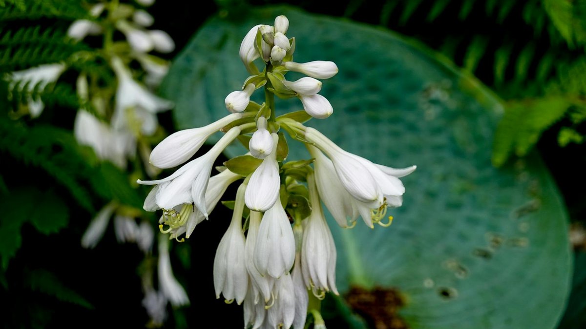 hosta flowers
