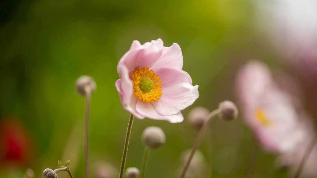 japanese anemone