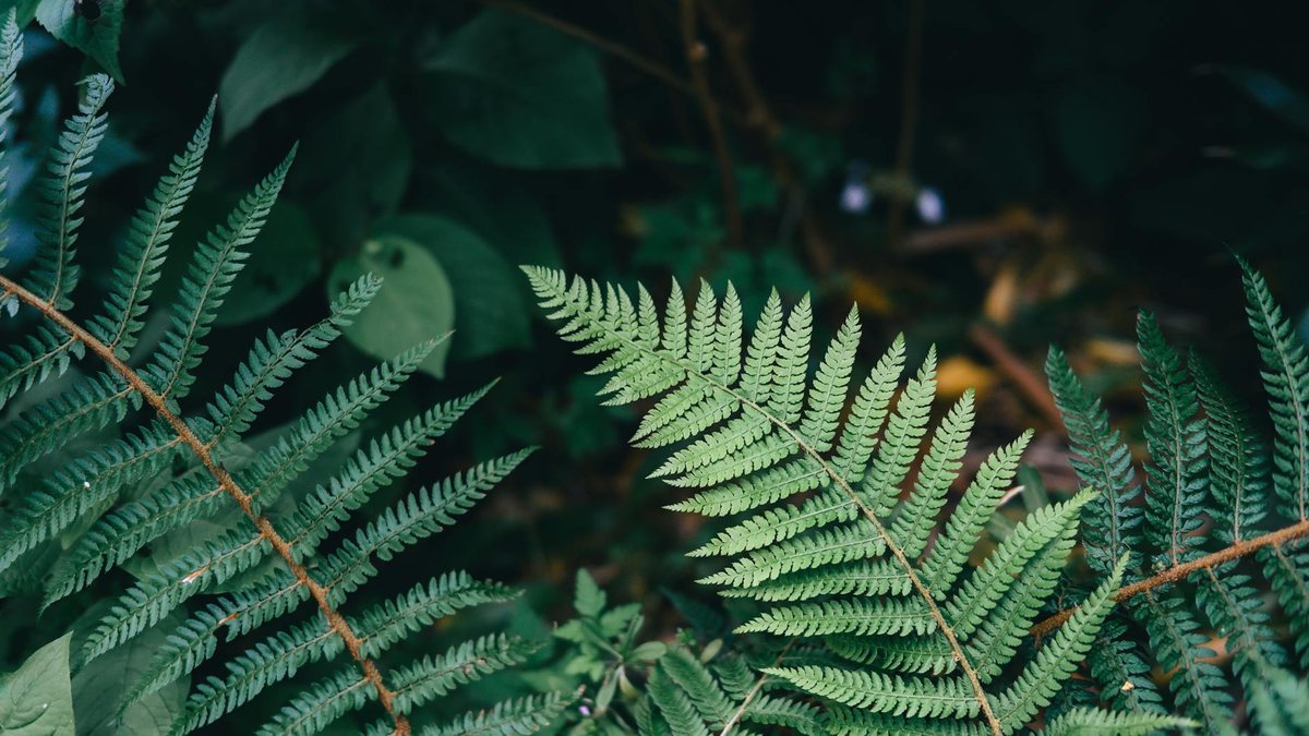 dryopteris erythrosora