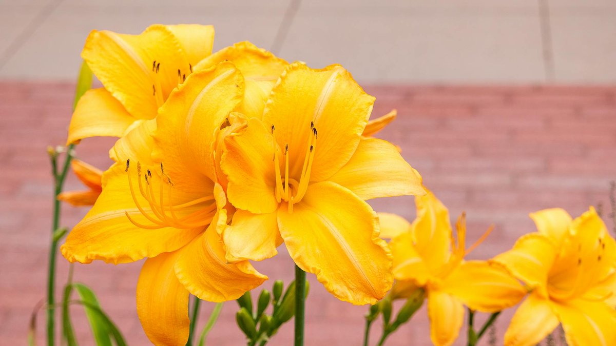 hemerocallis happy returns