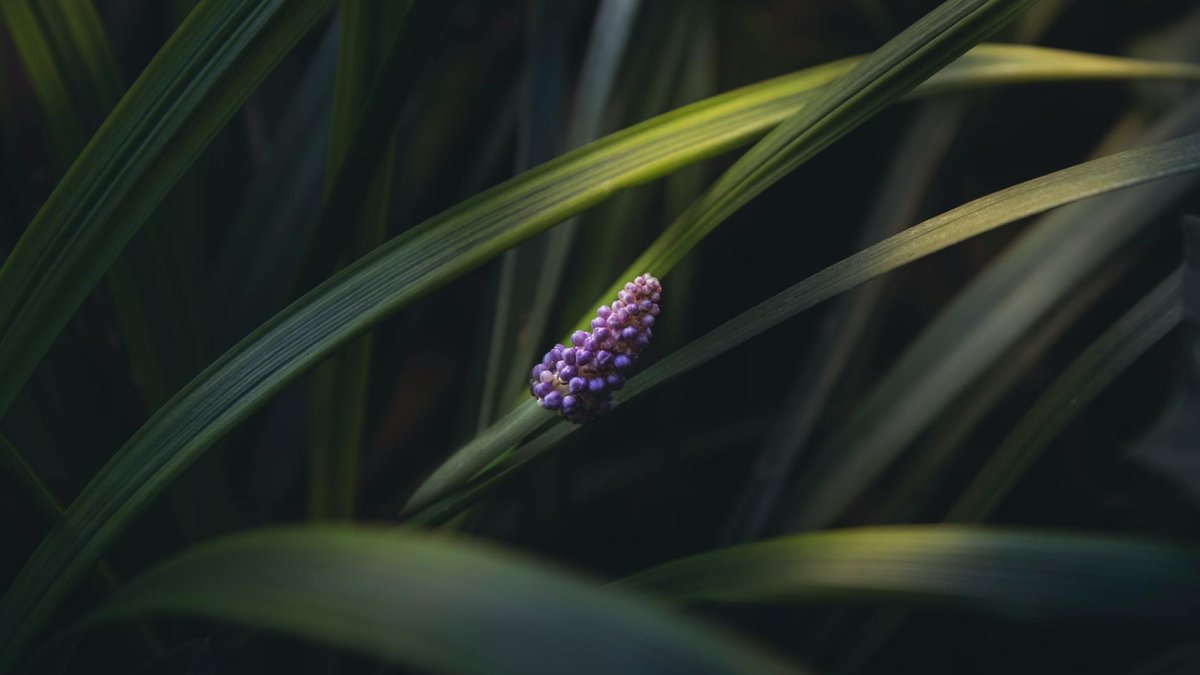 liriope muscari border
