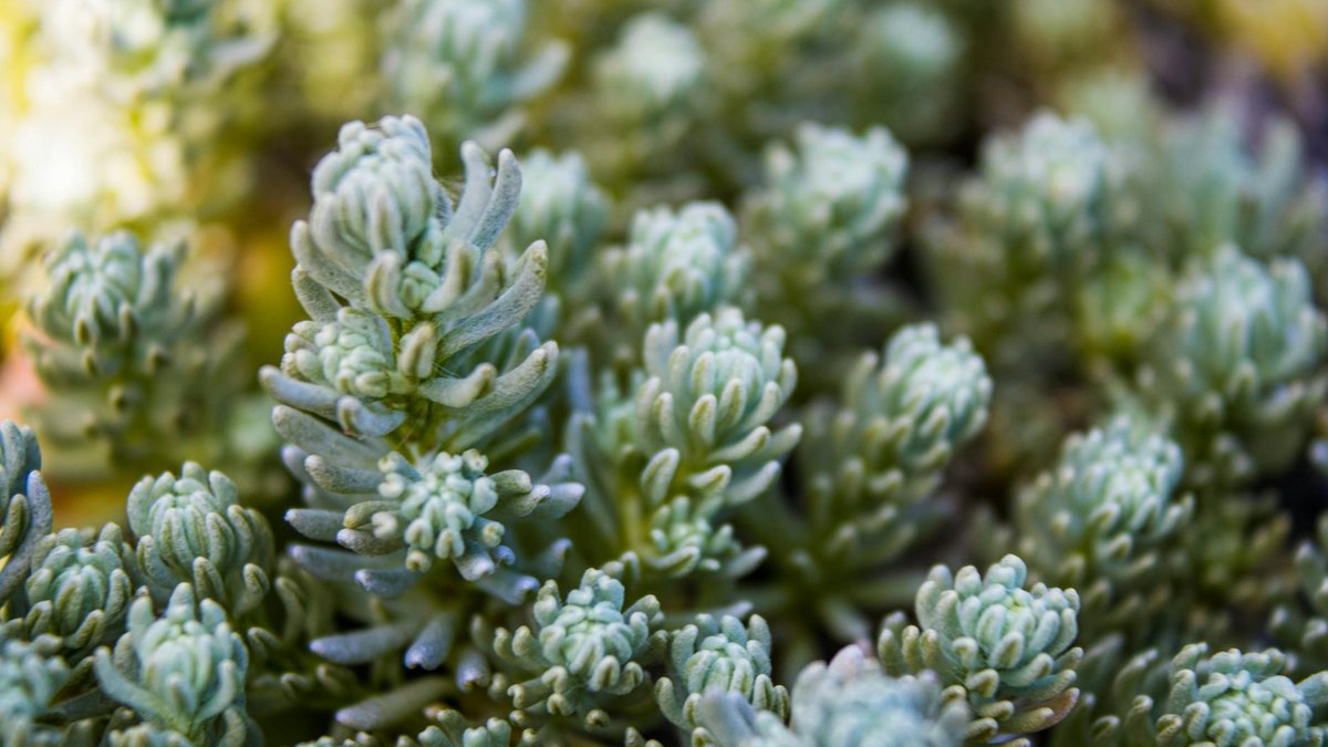 sedum cauticola ground cover