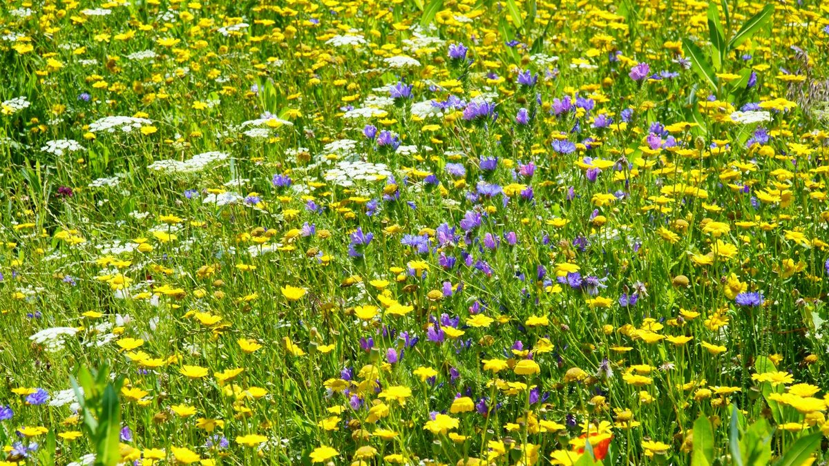 wildflower meadow