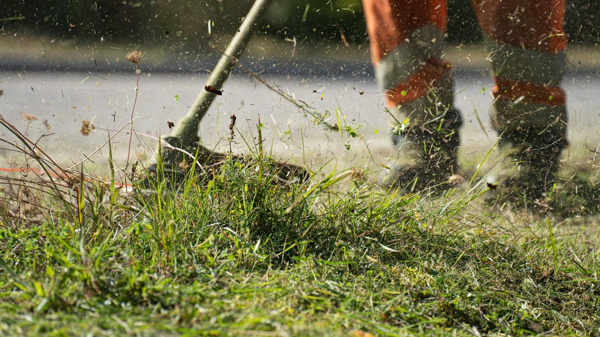 scalping lawn