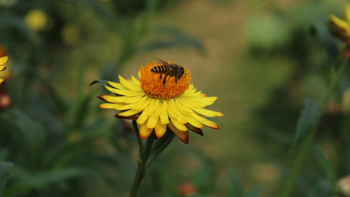 bee on flower