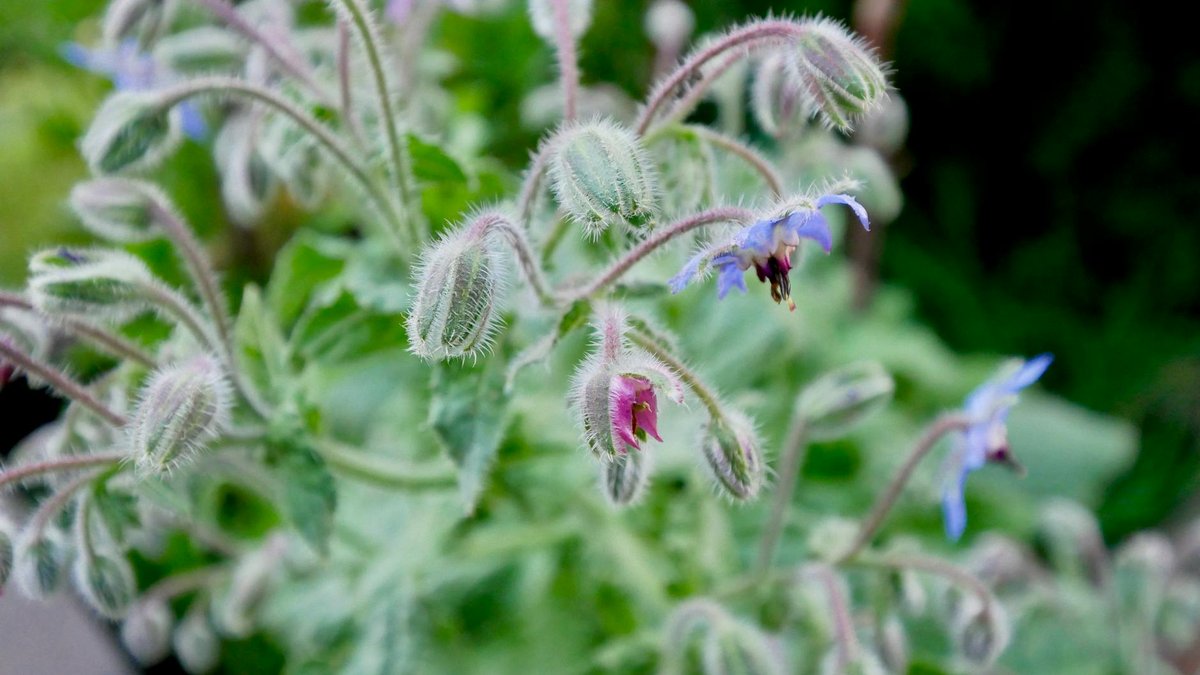 borage flower butterfly