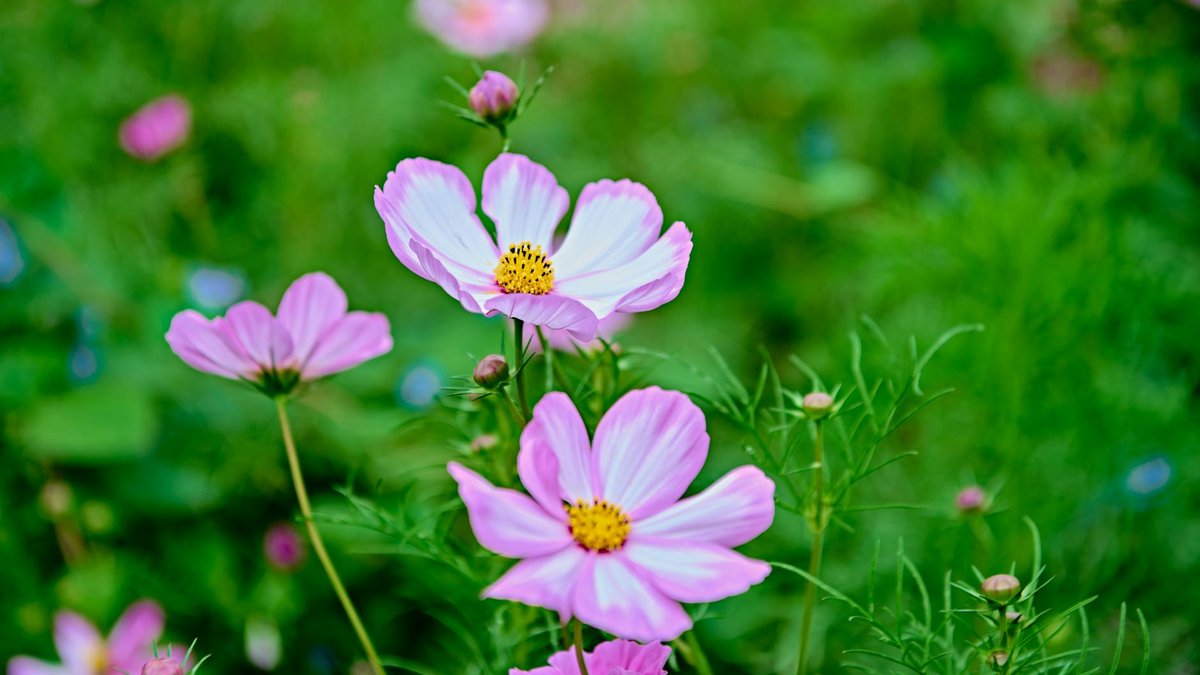 cosmos flowers garden