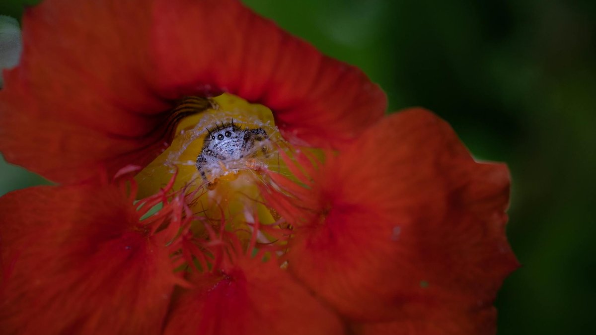 nasturtium bird insect