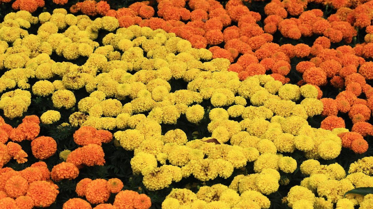 quick blooming annuals