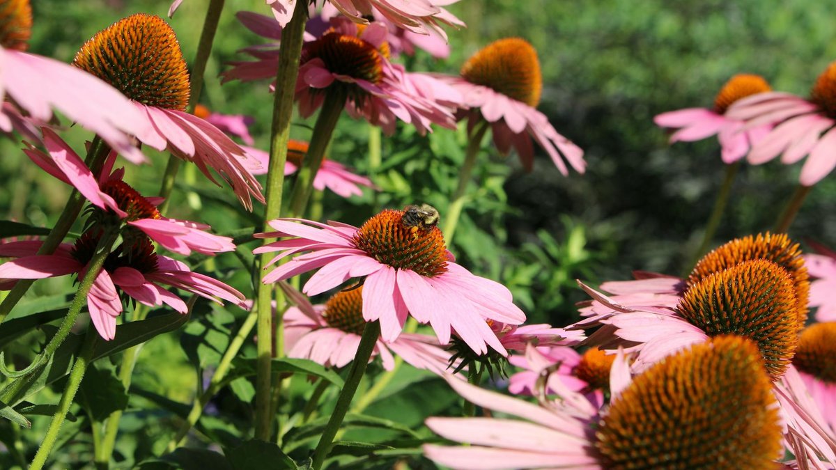 pollinator garden flowers
